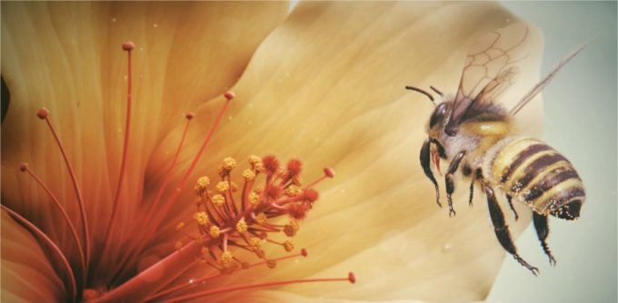 Bee Bee