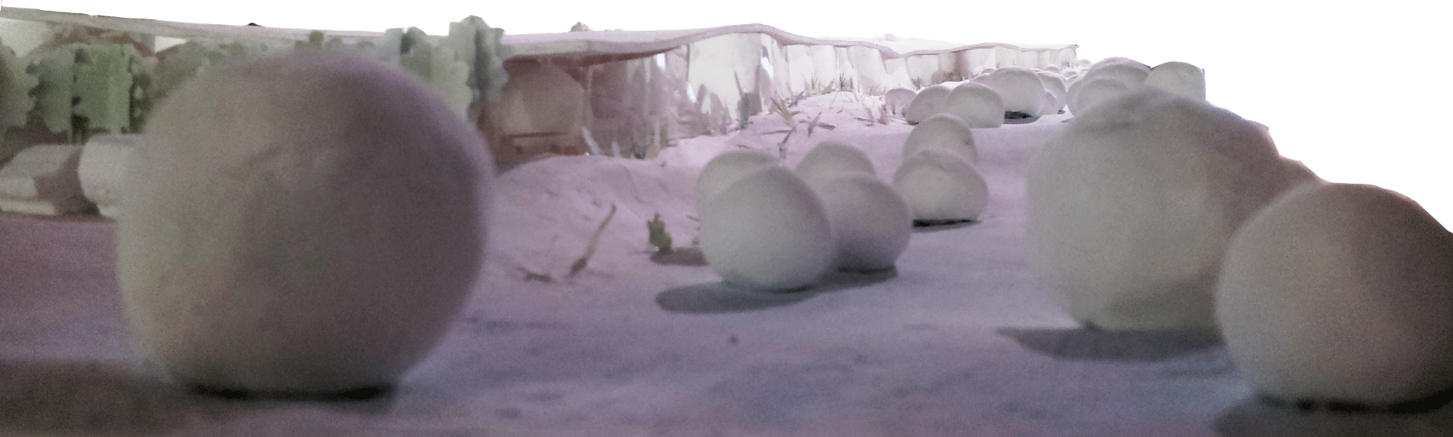 Junya-Ishigami-Freeing-Architecture-18